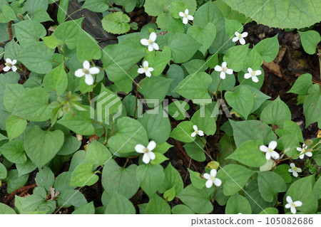 Satoyama plants Dokudami that turns the forest into a white flower garden Satoyama plants Dokudami that turns the forest into a white flower garden 105082686