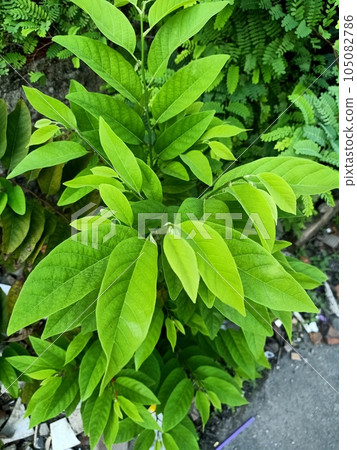 Close up of custard apple plant Close up of custard apple plant 105082786