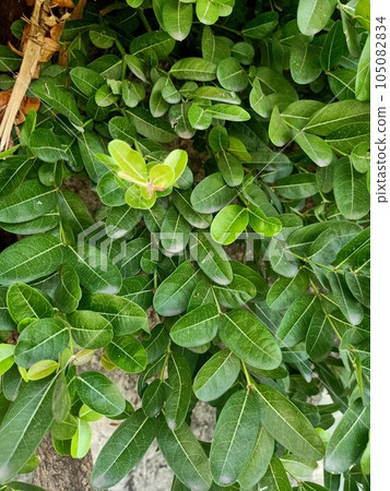 Close up of natal plum plant Close up of natal plum plant 105082834