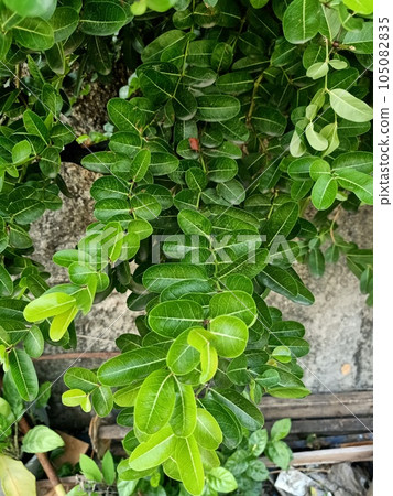 Close up of natal plum plant Close up of natal plum plant 105082835