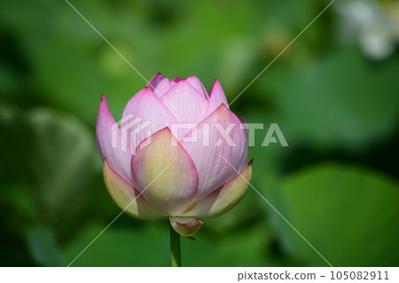 美麗綻放的蓮花(愛西市森川花田) 美麗綻放的蓮花(愛西市森川花田) 105082911
