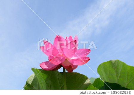 Beautifully blooming lotus flowers (Morikawa Hanahasuda, Aisai City) Beautifully blooming lotus flowers (Morikawa Hanahasuda, Aisai City) 105082928