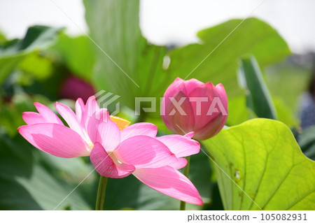 美麗綻放的蓮花(愛西市森川花田) 美麗綻放的蓮花(愛西市森川花田) 105082931