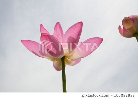 Beautifully blooming lotus flowers (Morikawa Hanahasuda, Aisai City) Beautifully blooming lotus flowers (Morikawa Hanahasuda, Aisai City) 105082952
