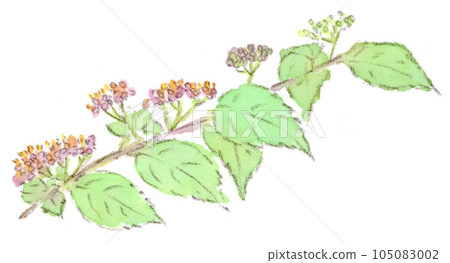 初夏,雨季,夏天的花朵,小紫(小紫)花的水彩插圖 初夏,雨季,夏天的花朵,小紫(小紫)花的水彩插圖 105083002