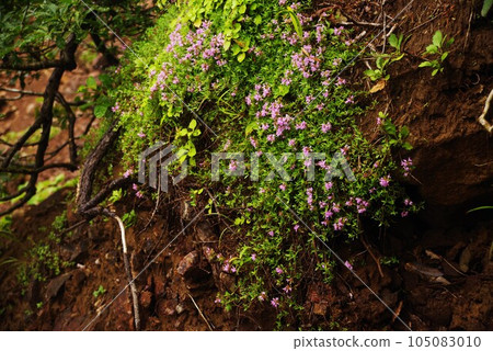 Thymus vulgaris colony blooming on the cliff Thymus vulgaris colony blooming on the cliff 105083010