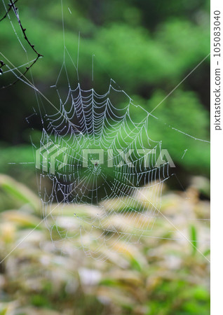 Spider web which gets wet in morning dew Spider web which gets wet in morning dew 105083040