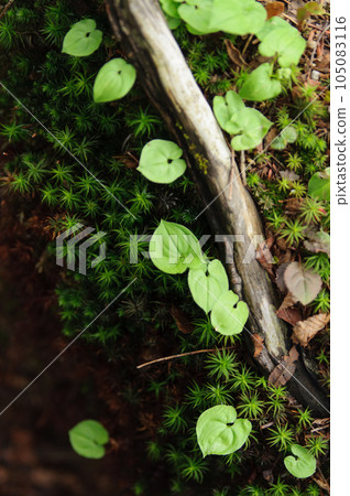 倒下的樹覆蓋著青苔山植物 倒下的樹覆蓋著青苔山植物 105083116