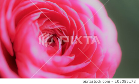 Vivid pink rose Rose close-up Vivid flower background material Vivid pink rose Rose close-up Vivid flower background material 105083178