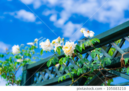 [Flower material] Rose flower and blue sky [Nagano Prefecture] 105083210