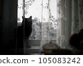 silhouette of a cat on the windowsill behind the curtain 105083242