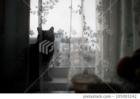 silhouette of a cat on the windowsill behind the curtain silhouette of a cat on the windowsill behind the curtain 105083242