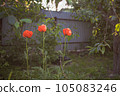 poppy flowers in the garden-field 105083246