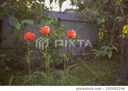 poppy flowers in the garden-field poppy flowers in the garden-field 105083246
