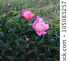 bush with pink peonies against a blurred background 105083257