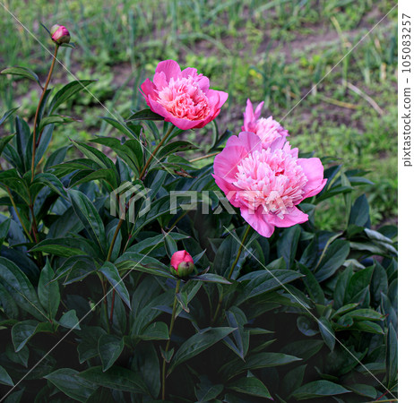 bush with pink peonies against a blurred background 105083257