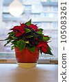 christmas poinsettia flower in flowerpot on white windowsill. 105083261