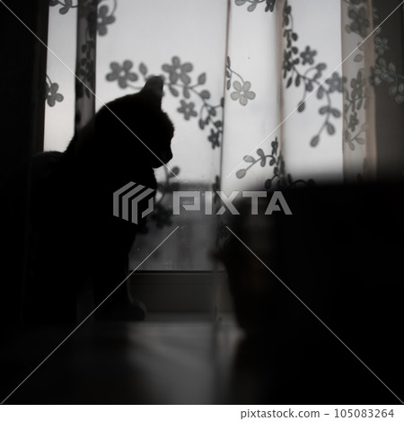 silhouette of a cat on the windowsill behind the curtain silhouette of a cat on the windowsill behind the curtain 105083264