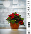 christmas poinsettia flower in flowerpot on white windowsill. 105083266