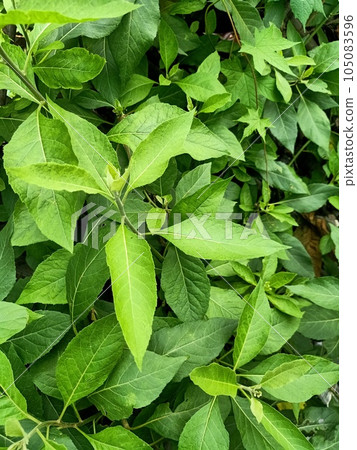 Close up of frostweed plant  105083596