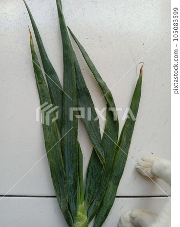 Close up view of leek Close up view of leek 105083599