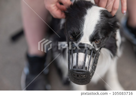 Woman walks 2 dogs. Close-up of female legs, border collie and bull terrier in muzzles and on leashes on a walk outdoors. Woman walks 2 dogs. Close-up of female legs, border collie and bull terrier in muzzles and on leashes on a walk outdoors. 105083716