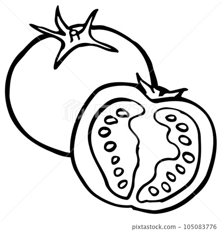 Tomato single item and cross section illustration line drawing 105083776