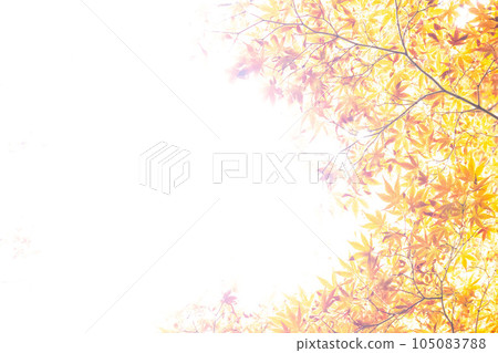 多彩的秋天的樹葉的框架 105083788