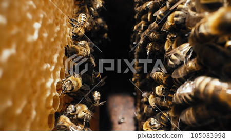 Workers bees processes pollen and pumps honey comb. Apiary. Life apis mellifera 105083998