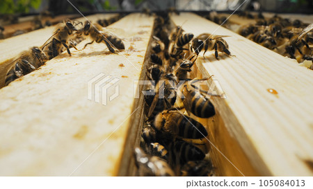 Bees swarming on honeycomb, extreme macro shot. Insects working beehive 105084013