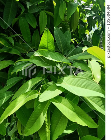 Close up of java apple plant  105084094