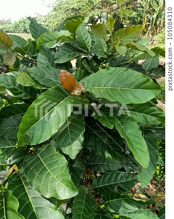 Close up of burflower tree plant  105084310