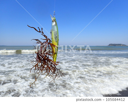 海藻被誘餌捕獲 105084412