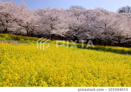 Naegashima-cho, Maebashi City, Gunma Prefecture: A field of rape blossoms and rows of Somei Yoshino cherry trees in full bloom on the south side of Akagi under the blue sky Naegashima-cho, Maebashi City, Gunma Prefecture: A field of rape blossoms and rows of Somei Yoshino cherry trees in full bloom on the south side of Akagi under the blue sky 105084633
