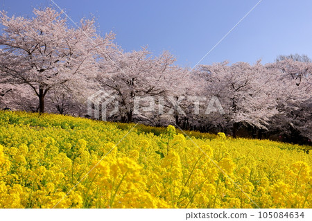 Naegashima-cho, Maebashi City, Gunma Prefecture: A field of rape blossoms and rows of Somei Yoshino cherry trees in full bloom on the south side of Akagi under the blue sky Naegashima-cho, Maebashi City, Gunma Prefecture: A field of rape blossoms and rows of Somei Yoshino cherry trees in full bloom on the south side of Akagi under the blue sky 105084634
