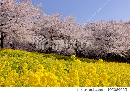 Naegashima-cho, Maebashi City, Gunma Prefecture: A field of rape blossoms and rows of Somei Yoshino cherry trees in full bloom on the south side of Akagi under the blue sky Naegashima-cho, Maebashi City, Gunma Prefecture: A field of rape blossoms and rows of Somei Yoshino cherry trees in full bloom on the south side of Akagi under the blue sky 105084635