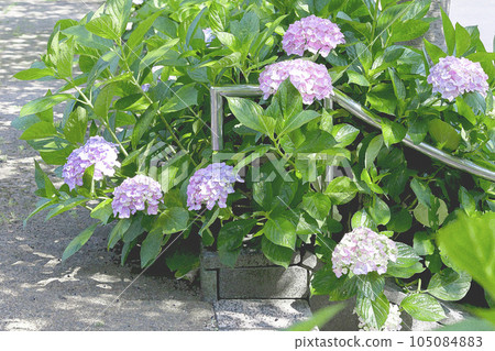 Beautiful blooming purple hydrangea watercolor painting Beautiful blooming purple hydrangea watercolor painting 105084883