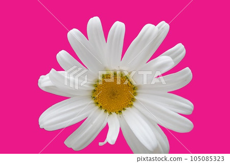 Bellis perennis : White English Daisy flower on a pink Background Bellis perennis : White English Daisy flower on a pink Background 105085323
