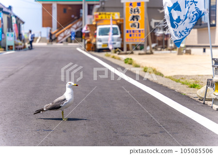 Aiming for grilled tuna skewers Oma black-tailed gull familiar to people cute 105085506
