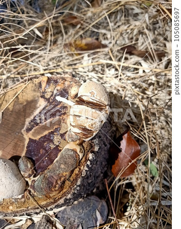 Close up of grey puffball mushroom  105085697
