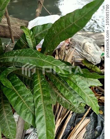 Close up of mango plant  105085780