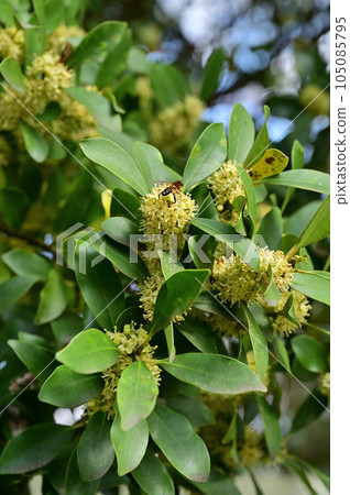 Tree/Ilex Ilexaceae Saitama City, Saitama Prefecture Tree/Ilex Ilexaceae Saitama City, Saitama Prefecture 105085795