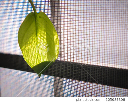 Beautiful leaves resist the morning sunlight by the old window. 105085806