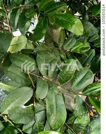 Close up of soursop plant Close up of soursop plant 105085814