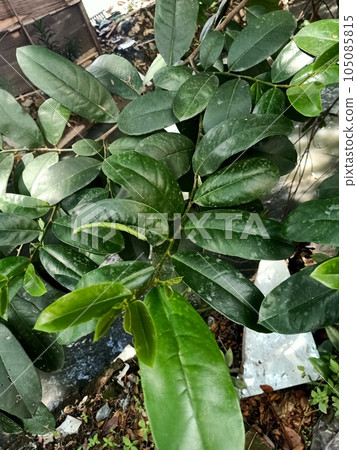 Close up of soursop plant Close up of soursop plant 105085815
