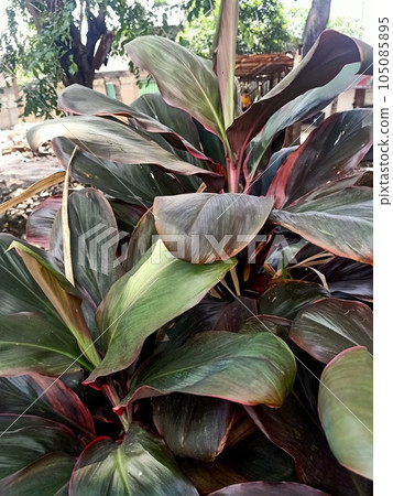 Close up of ti plant  105085895