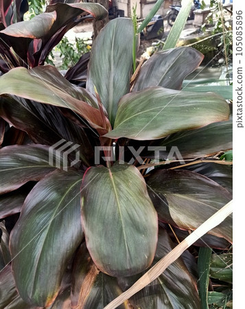 Close up of ti plant  105085896