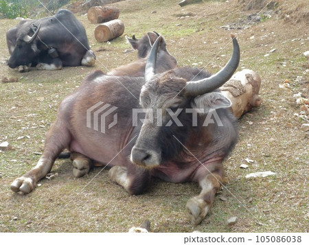 water buffalo in nepal 105086038