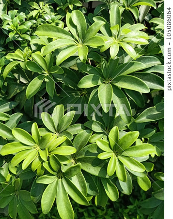 Close up of dwarf umbrella tree plant  105086064