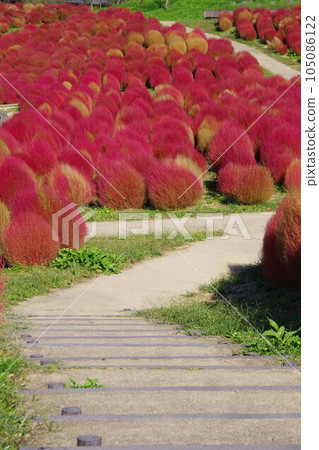 Kokia Kokia 105086122